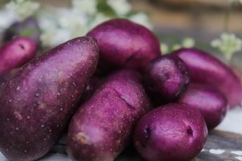 Purple potato tubers are good for your health