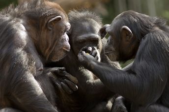 Chimps having a conversation.
