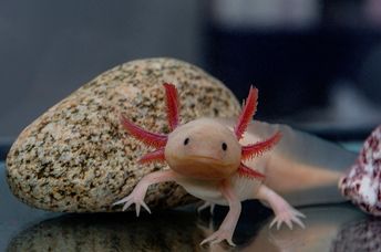 A cute, pink axolotl appearing to smile.