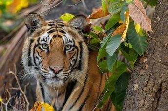 A Bengal tiger resting in the shade.