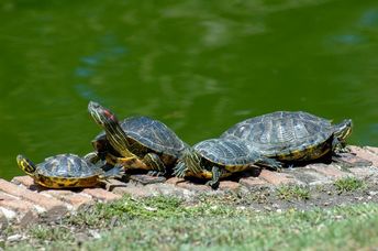 California turtles catching the sun by a pond.