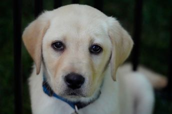 Yellow lab puppy.