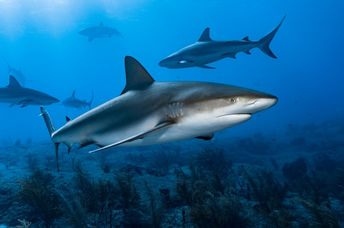Caribbean reef sharks.