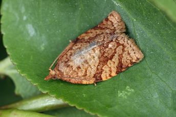 A moth lies on a leaf.