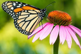 A monarch butterfly.