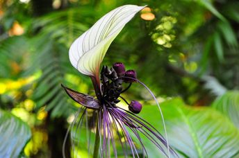 Tacca integrifolia, or white bat flower, is native to tropical rainforests in south and south-east Asia.