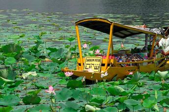 Lotus flower farmers.
