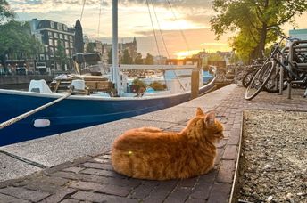 Ginger cat sitting near a canal in Amsterdam watching the sunset sky.