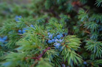 A juniper plant.