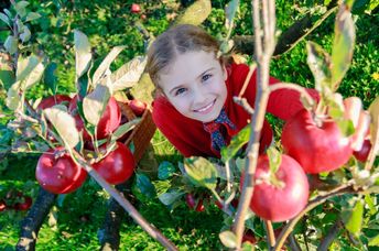 Apple picking in an orchard.