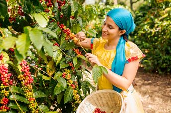 Woman cutting coffee beans from a tree.