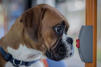 A close-up shot of a brown boxer dog inside a bus near a stop button.