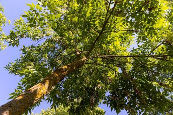 Beautiful foliage of an ash tree.
