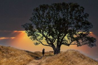 A tree is a powerful spiritual symbol.