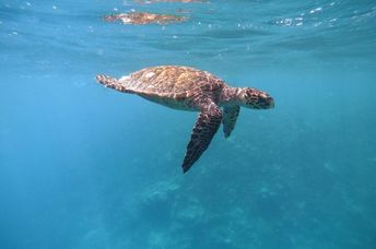 A turtle swimming under the ocean surface.