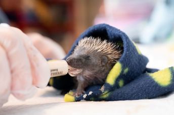 A closeup shot of a gloved hand feeding a baby hedgehog in a blanket with a syringe.