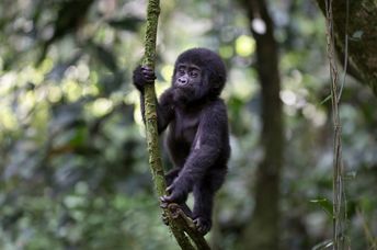 Baby mountain gorilla playing in the wild.