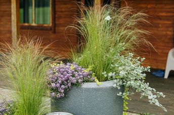 A patio planter filled with ornamental plants.