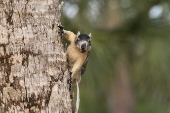 A Big Cypress fox squirrel in a tree.
