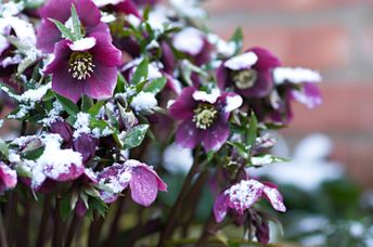 Purple Christmas rose blossoms.