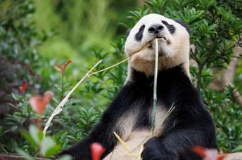 Giant panda munching on bamboo.