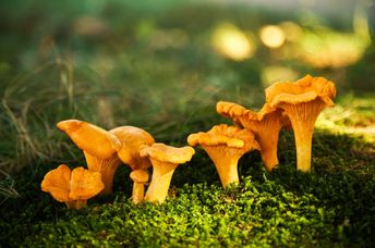 Mushrooms in a forest.