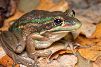 Green and golden bell frogs are being returned to the Australian Capital Territory.