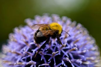 Honey bee on a purple thistle.
