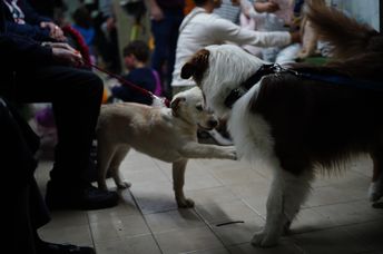 Two dogs play inside a shelter in central Israel as residents wait.