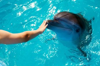 A person touches a dolphin.