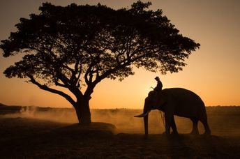 Silhouette of an Asian elephant against the sunset.