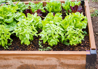 vegetables in community garden
