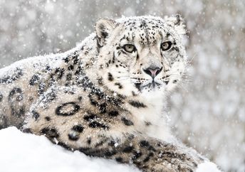 Frontal Portrait of Snow Leopard in Snow Storm