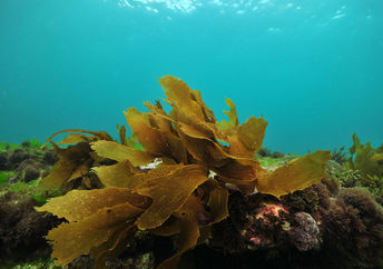 Edible, Algae-Based Water Bottle