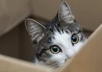 cat benefits - benefits of having a cat