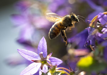 bee on a wildflower