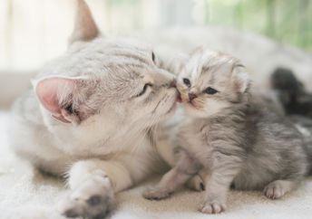 A cat and newborn kitten curl up together