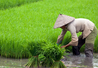 rice paddy