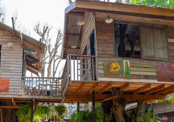 A model Oas1s forest neighborhood