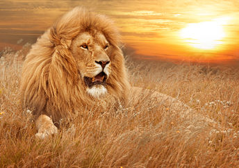 The petition calling for justice for Cecil the Lion