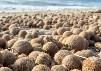 Neptune balls on the shore.