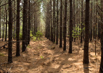 IKEA pine forest in southeast Georgia.