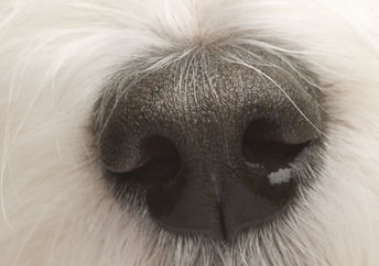 A dog's nose to illustrate the sense of smell
