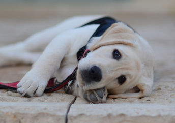 Service dog trainee.