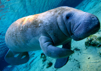 Endangered manatee in Florida's coastal waters