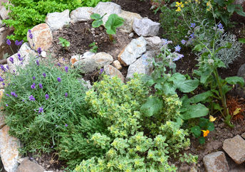 Backyard landscaping that uses native plants.