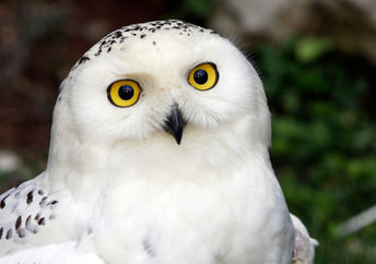Female snowy owl spotted