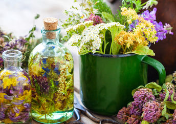 medicinal plants you can find in your yard.