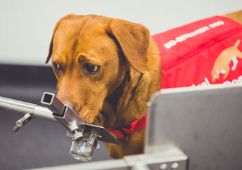 Disease detection dog sniffing for prostate cancer.