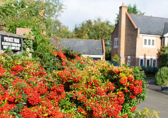 The super plant, cotoneaster, is growing on a roadside in the UK.